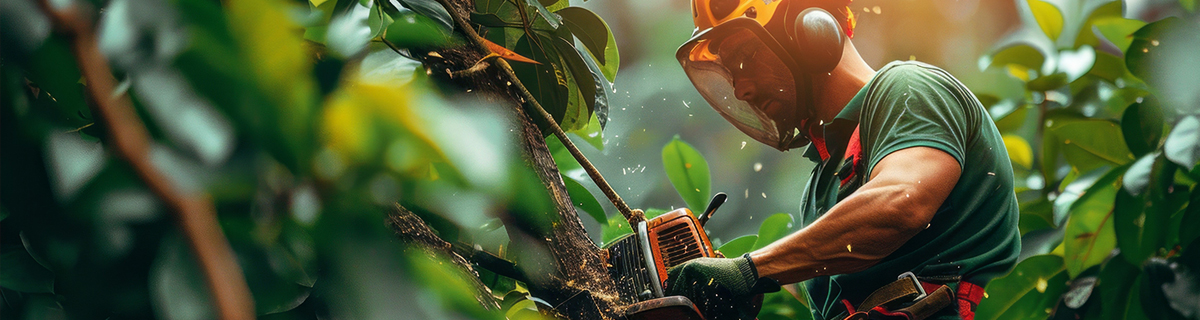 Expert Tree Care & Removal Services in Sarasota County